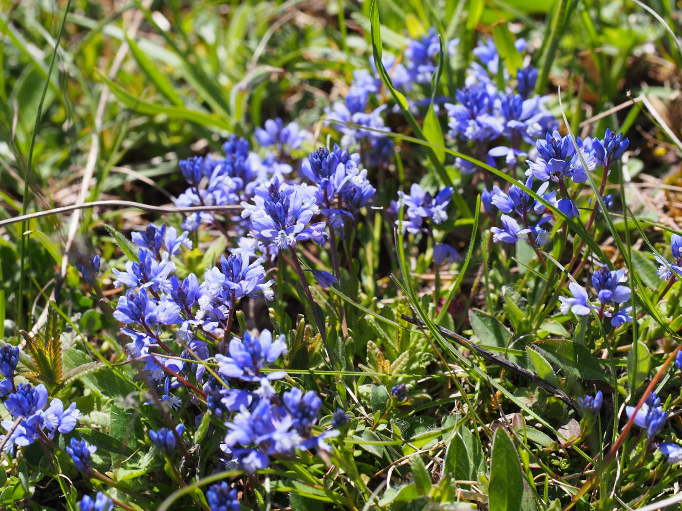 Milkwort, Chalk plant